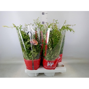 Aeschynanthus  'Japhrolepis'