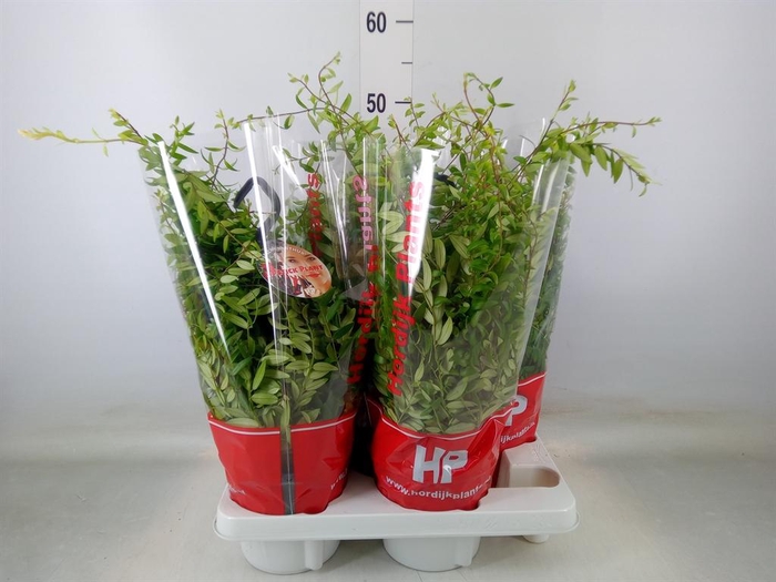 <h4>Aeschynanthus  'Japhrolepis'</h4>