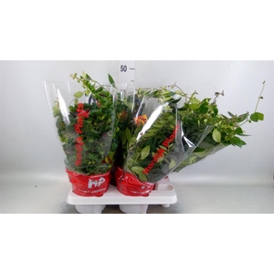 Aeschynanthus   ...