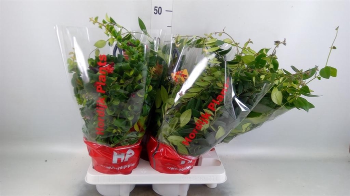 <h4>Aeschynanthus   ...</h4>