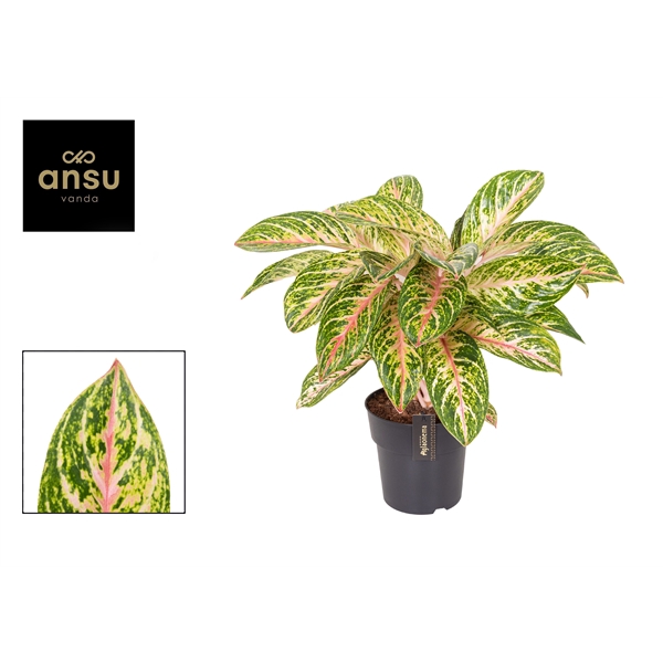 <h4>Aglaonema Coco Melon</h4>