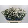 Aster White Gypsy
