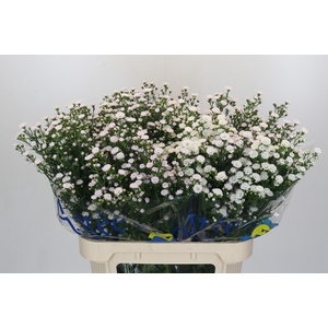 Aster White Gypsy