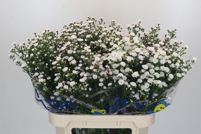 Aster White Gypsy