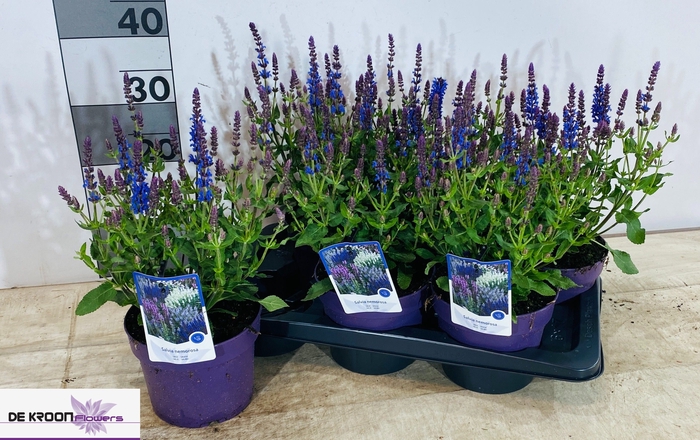 <h4>SALVIA NE SE DP BLUE</h4>