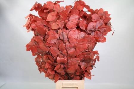 Faggio Preserved Red (beech,beuk)