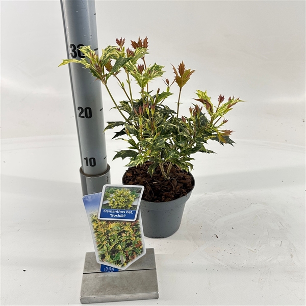 <h4>Osmanthus het. ‘Goshiki’</h4>