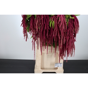 Amaranthus Hang Rood