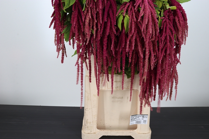 <h4>Amaranthus Hang Rood</h4>