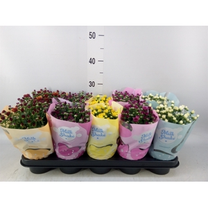 Chrysanthemum  'Milkshake'  ...mix