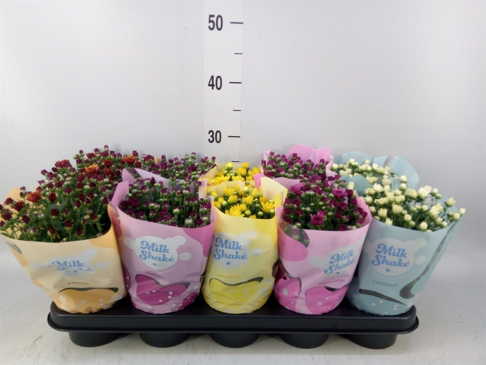 <h4>Chrysanthemum  'Milkshake'  ...mix</h4>