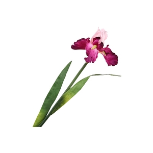 Iris Cerise