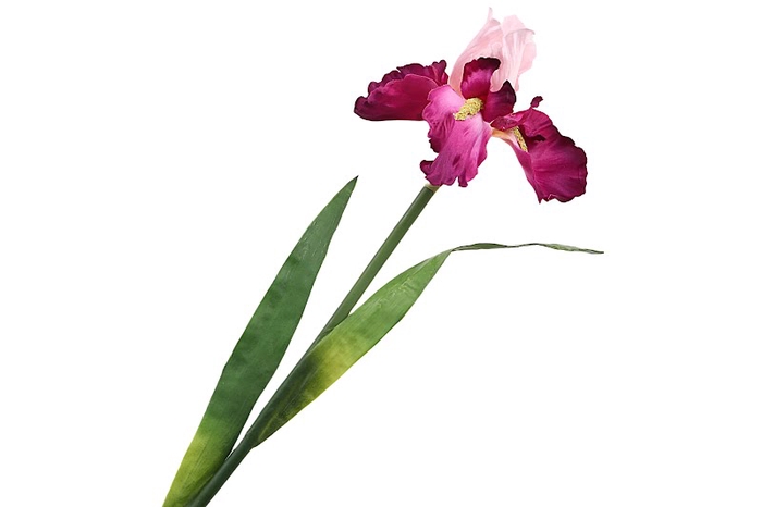 <h4>Iris Cerise</h4>