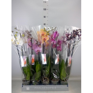 Phalaenopsis   ...mix  7