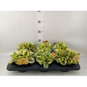 Peperomia obt. 'Obtipan Bicolor'