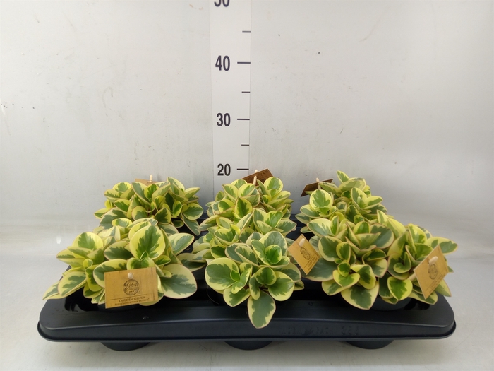 <h4>Peperomia obt. 'Obtipan Bicolor'</h4>