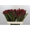 Leucadendron Safari Sunset