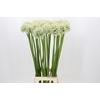 Allium Mount Everest