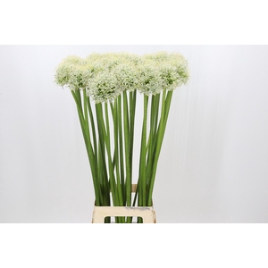 Allium Mount Everest
