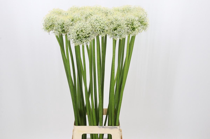 <h4>Allium Mount Everest</h4>