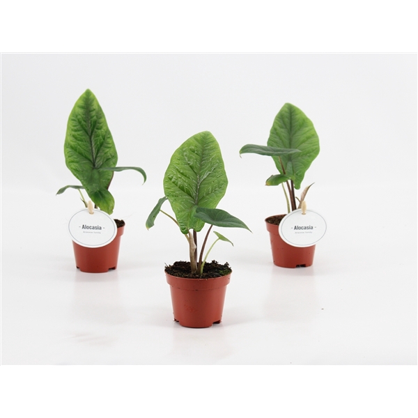 <h4>Alocasia Scalprum</h4>