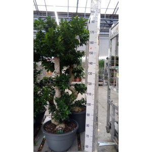 Ficus microcarpa 'Ginseng'