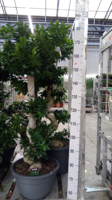 <h4>Ficus microcarpa 'Ginseng'</h4>