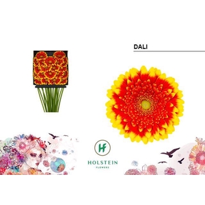 Germini Dali Diamond Per Kaart