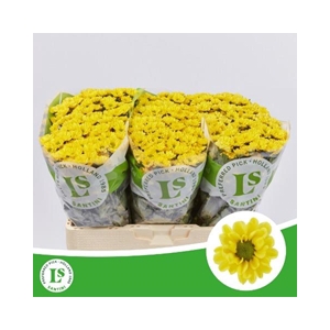 CHR SAN ROSSI SUNNY