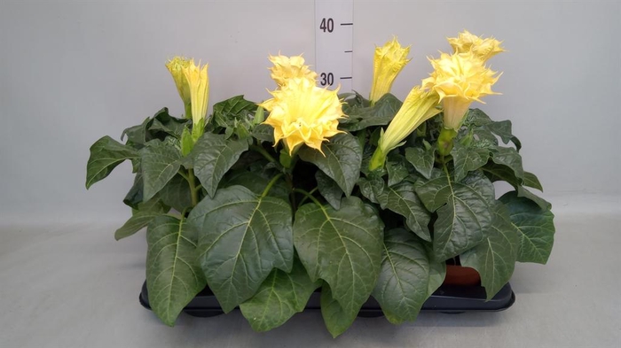 <h4>Datura   ...</h4>
