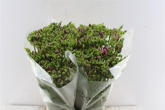 <h4>Fr Du Romantic Pink</h4>