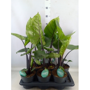 Alocasia  'Black Cobra'