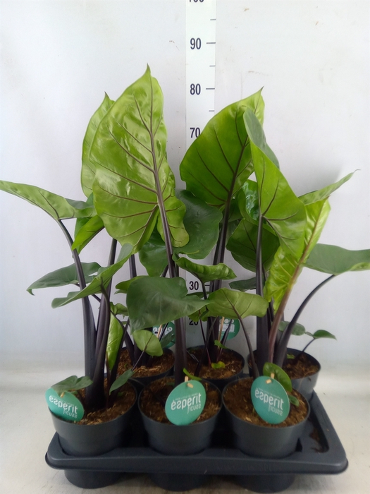 <h4>Alocasia  'Black Cobra'</h4>