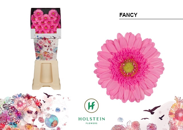 <h4>Germini Fancy Diamond</h4>