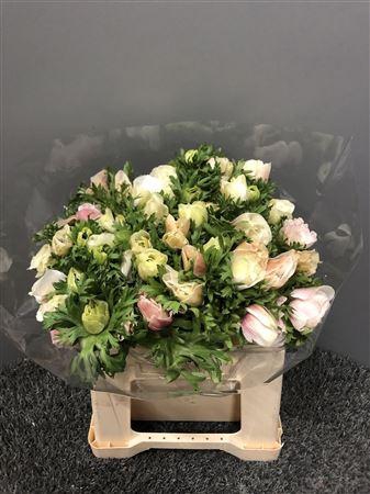 <h4>Anem Mistral White</h4>