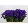 Limonium Sinuatum Navy Sun Birds