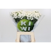 Dianthus Br Kiwi Bunny XXL