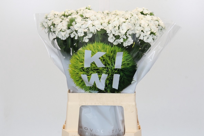 Dianthus Br Kiwi Bunny XXL