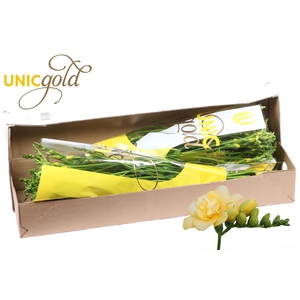 UG Barendse - Marseille box