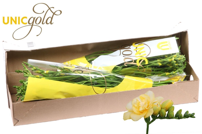 <h4>UG Barendse - Marseille box</h4>