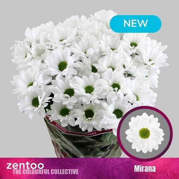 <h4>CHR T MIRANA</h4>