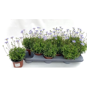 FELI AMELLOIDES