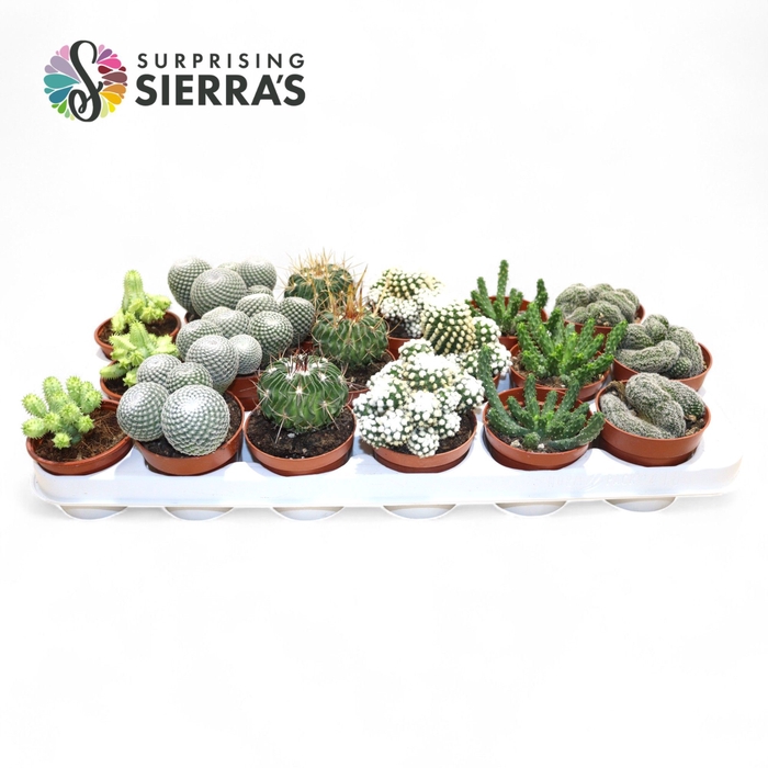 <h4>CACTUS GEM</h4>