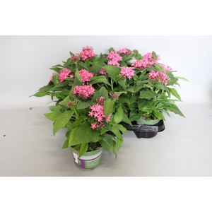 Pentas lucky star Pink Deep