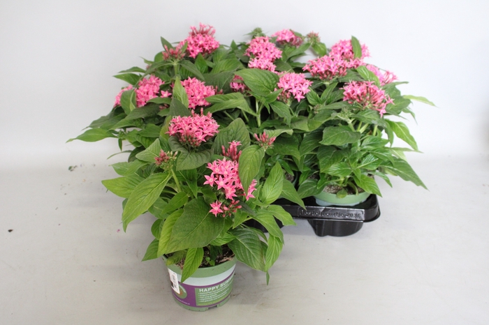 <h4>Pentas lucky star Pink Deep</h4>
