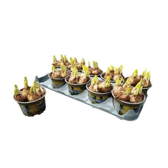 <h4>NARC O TETE A TETE</h4>