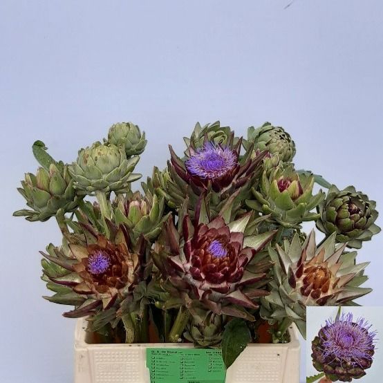<h4>CYNARA SC GREEN GLOB</h4>