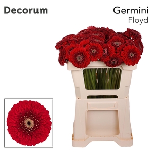 GE MB FLOYD Emmer X60