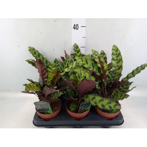 Calathea lancifolia