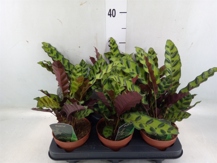 <h4>Calathea lancifolia</h4>